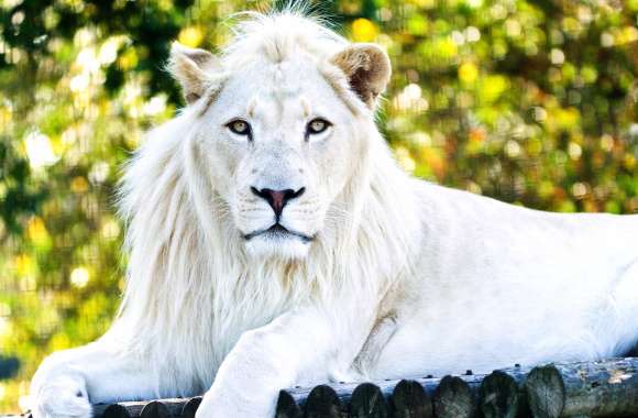 White Lion Majesty