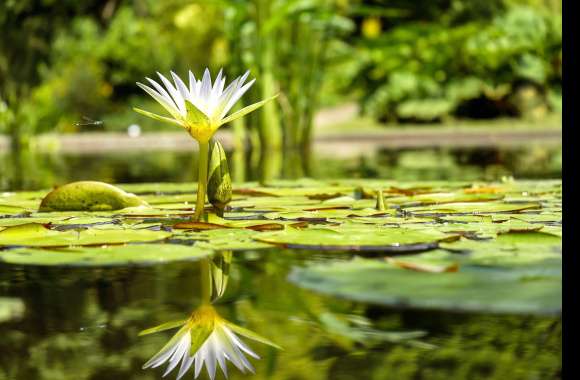 White Water Lily Reflection -