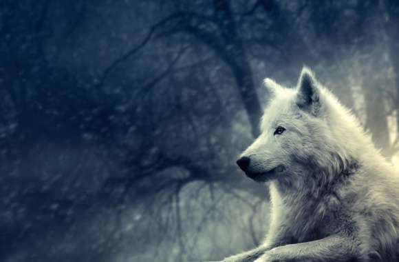 White Wolf in Misty Forest -