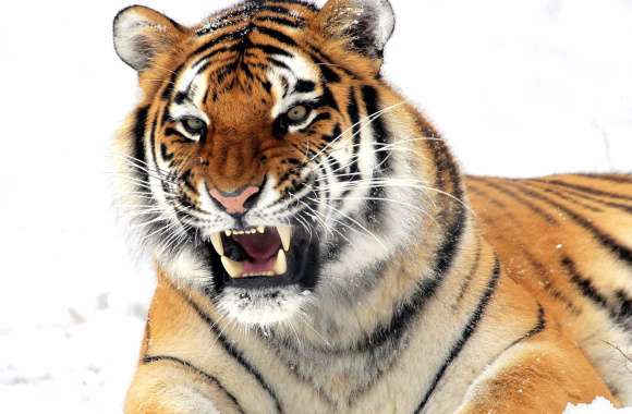 Wildcat Cat Snarl Animal Tiger wallpapers hd quality