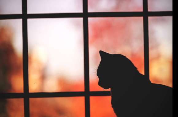 Window Silhouette Animal Cat