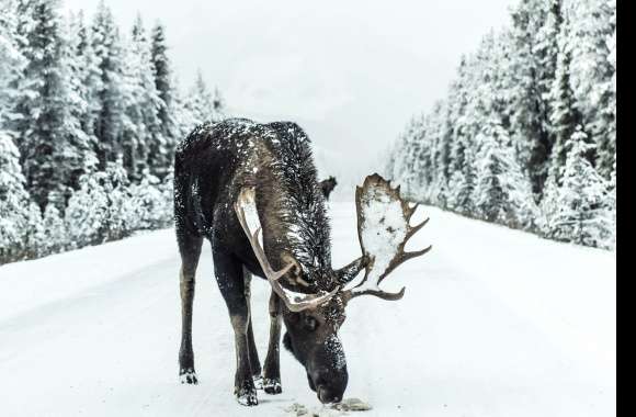 Winter Animal Moose