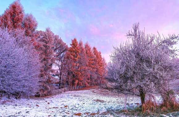 Winter forest Morning