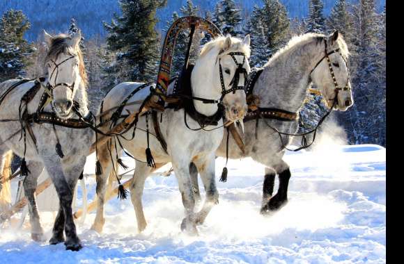 Winter Horses Snow