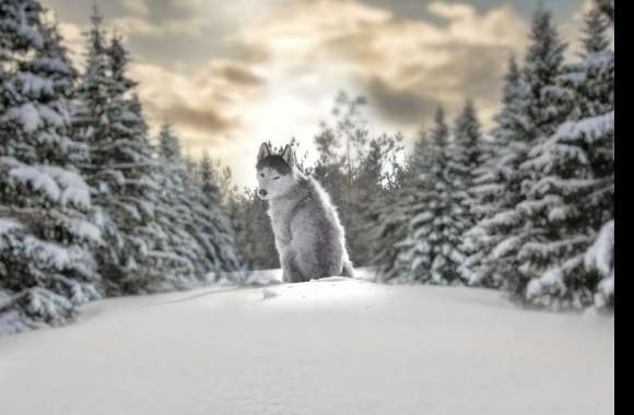 Winter Husky Depth of Field -