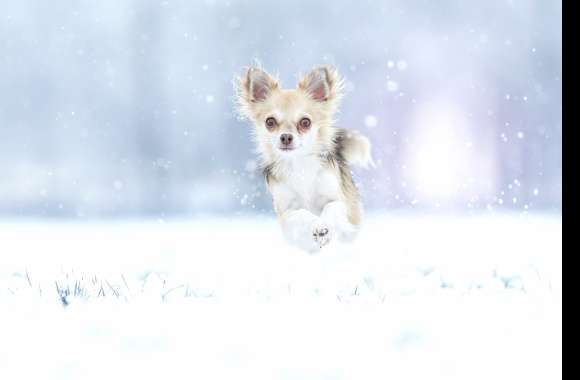 Winter Leap Chihuahua in Snow -