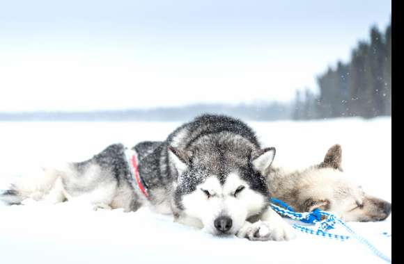 Winter Rest Siberian Huskies in Snow