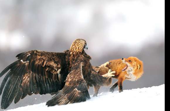 Winter Showdown Fox vs. Golden Eagle -