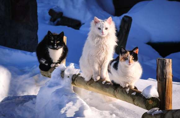 Winter Wonderland Cute Cats in wallpapers hd quality