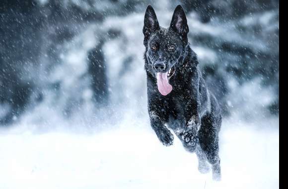 Winter Wonderland German Shepherd