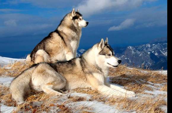 Winter Wonderland Siberian Huskies