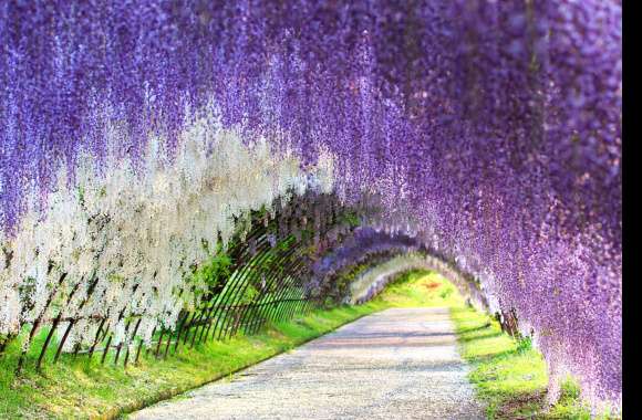Wisteria Purple Flower White Flower Flower Path Tunnel Summer Photography Park