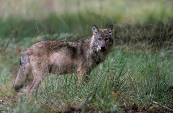 Wolf Animal wallpapers hd quality