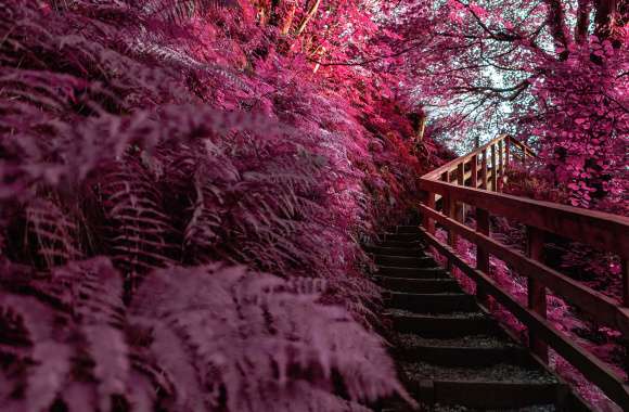 Wooden stairs Pink aesthetic