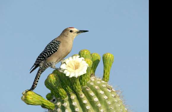 Woodpecker in Cactus Bloom -