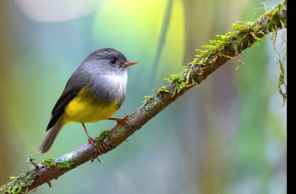 Yellow-bellied Flyrobin Animal Robin