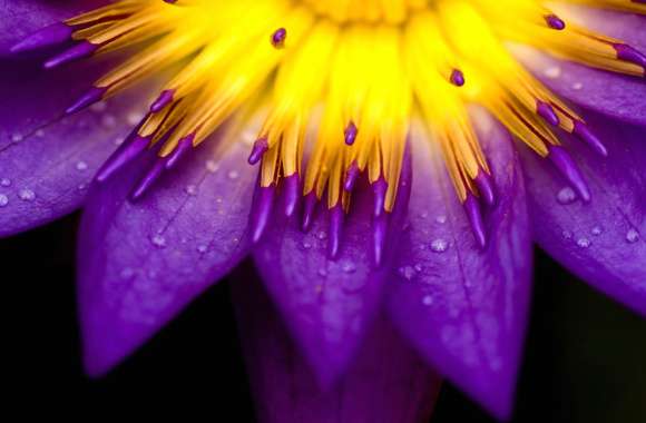 Yellow Bloom Macro