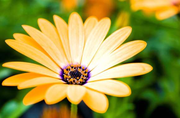 Yellow Daisy Close-Up wallpapers hd quality