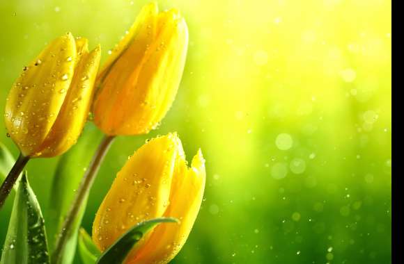 Yellow Flower Bokeh Flower Nature Tulip