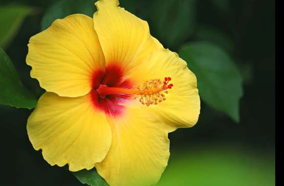 Yellow Flower Flower Nature Hibiscus wallpapers hd quality