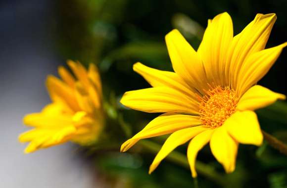 Yellow Flower Nature Flower