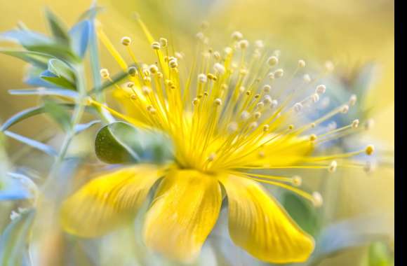 Yellow Flower Nature Macro Flower