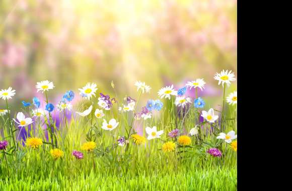 Yellow Flower White Flower Grass Sunny Flower Nature Spring