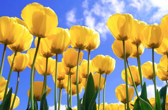 Yellow tulips Daylight wallpapers hd quality