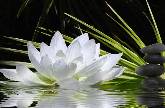 Zen Serenity White Lotus wallpapers hd quality