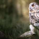 Animal Owl full hd