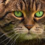 Stare Animal Cat new wallpaper