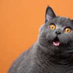 Animal Cat widescreen