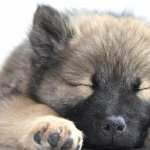 Animal Dog hd