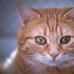 Animal Cat free download