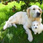 Animal Dog new wallpapers