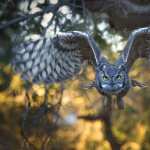 Animal Owl hd