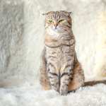 Animal Cat new wallpapers