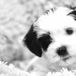 Animal Dog image