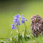 Animal Owl desktop wallpaper