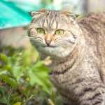 Animal Cat hd wallpaper