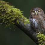 Animal Owl new wallpapers