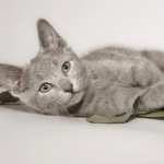 Kitten Animal Cat high quality wallpapers