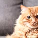 Stare Animal Cat free wallpapers