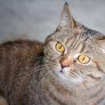 Animal Cat full hd