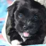 Animal Dog high definition photo