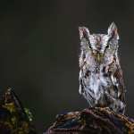 Animal Owl hd wallpaper