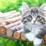 Kitten Animal Cat new wallpapers