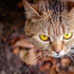 Animal Cat new wallpapers