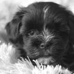Animal Dog 1080p