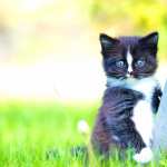 Kitten Animal Cat new wallpapers